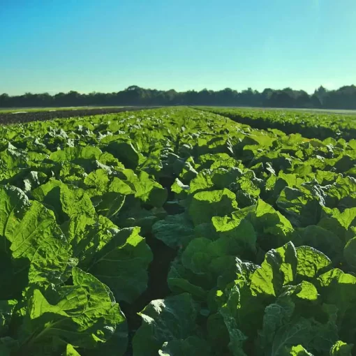 Organic Farming