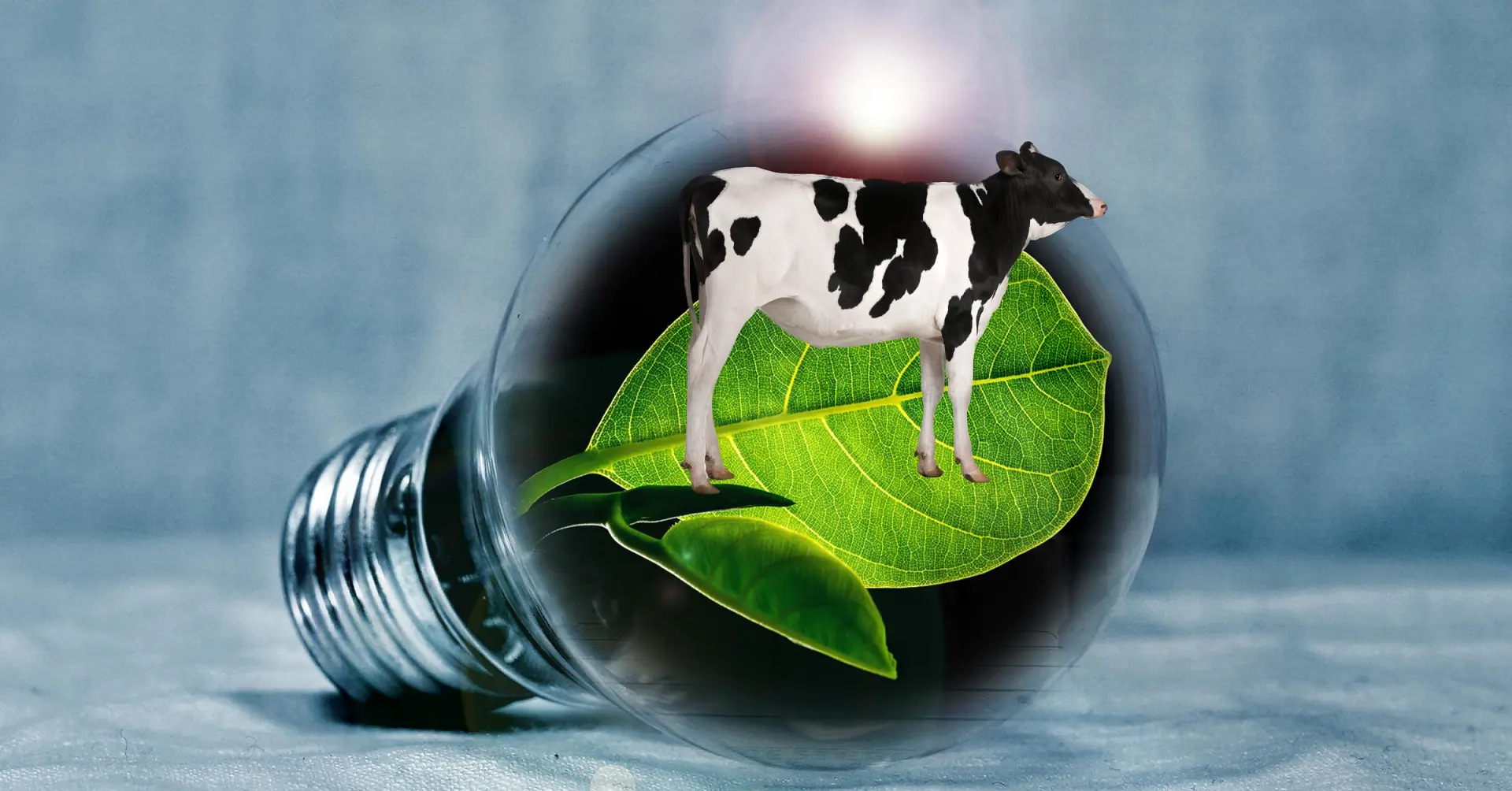 Animal Waste Management - Blueflame Energy Solutions | Biozone