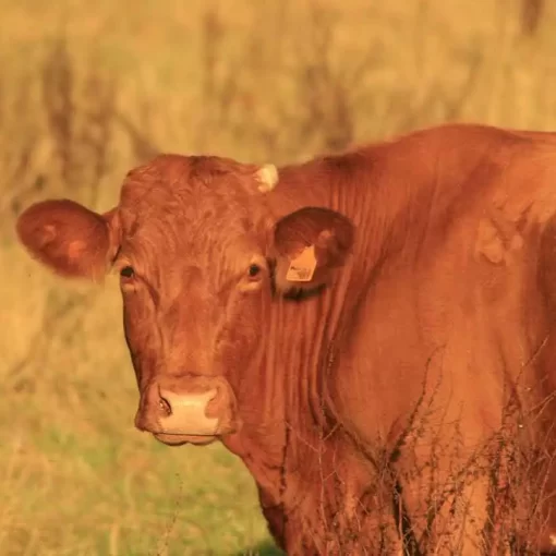 Animal Health