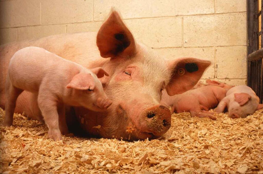 pig farming