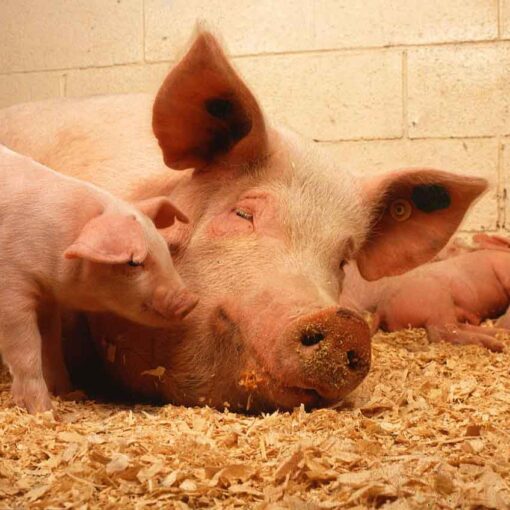 pig farming