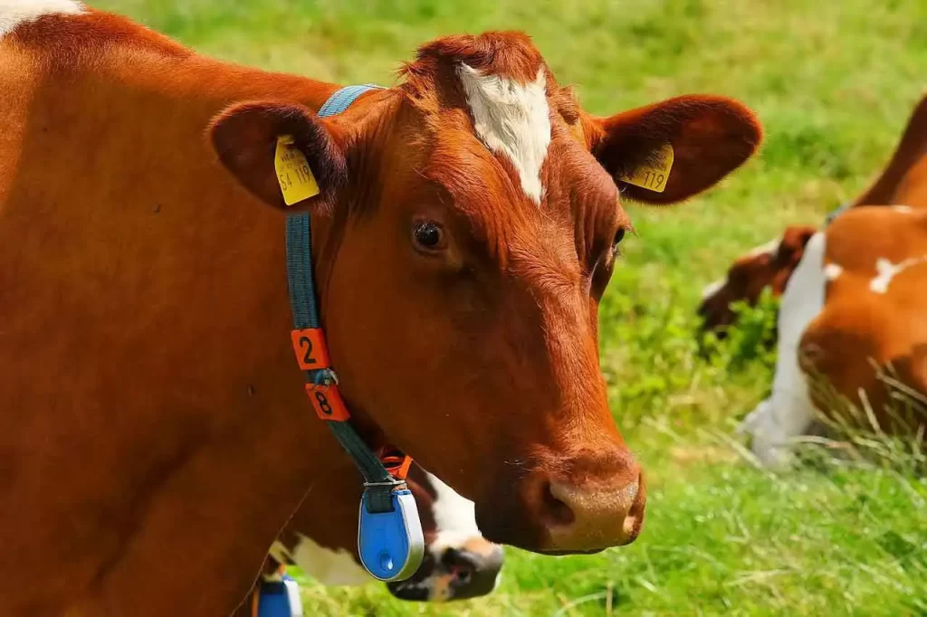 Livestock farming