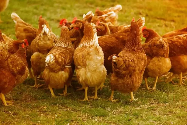 poultry farming
