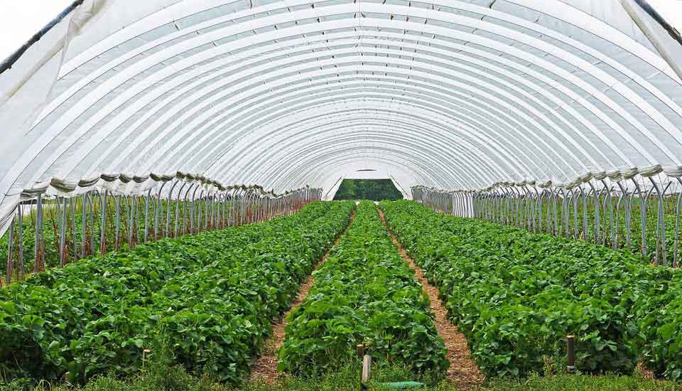 case study on greenhouse agriculture