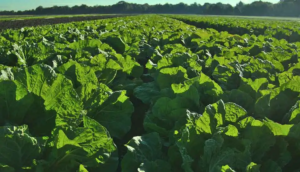Bio-Farming in Kenya: