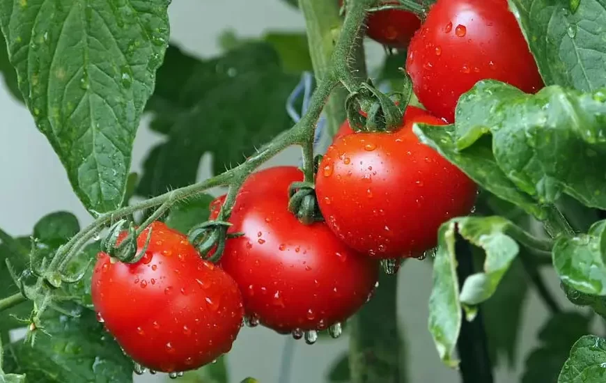 Organic Tomato Farming