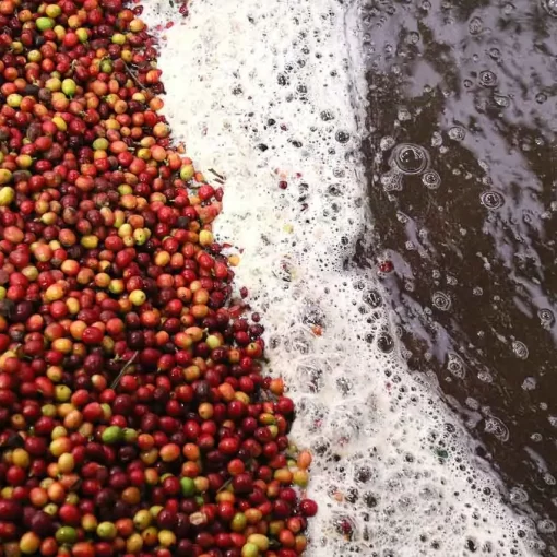 Waste Management for Coffee Factories in Kenya