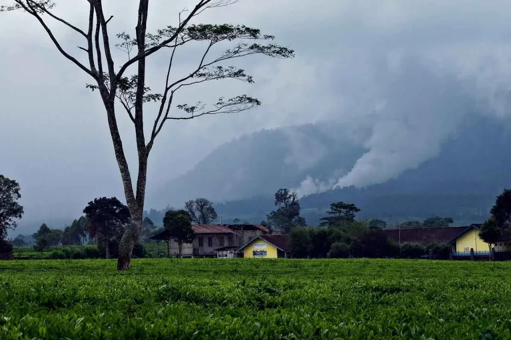 Waste Management for Tea Factories in Kenya